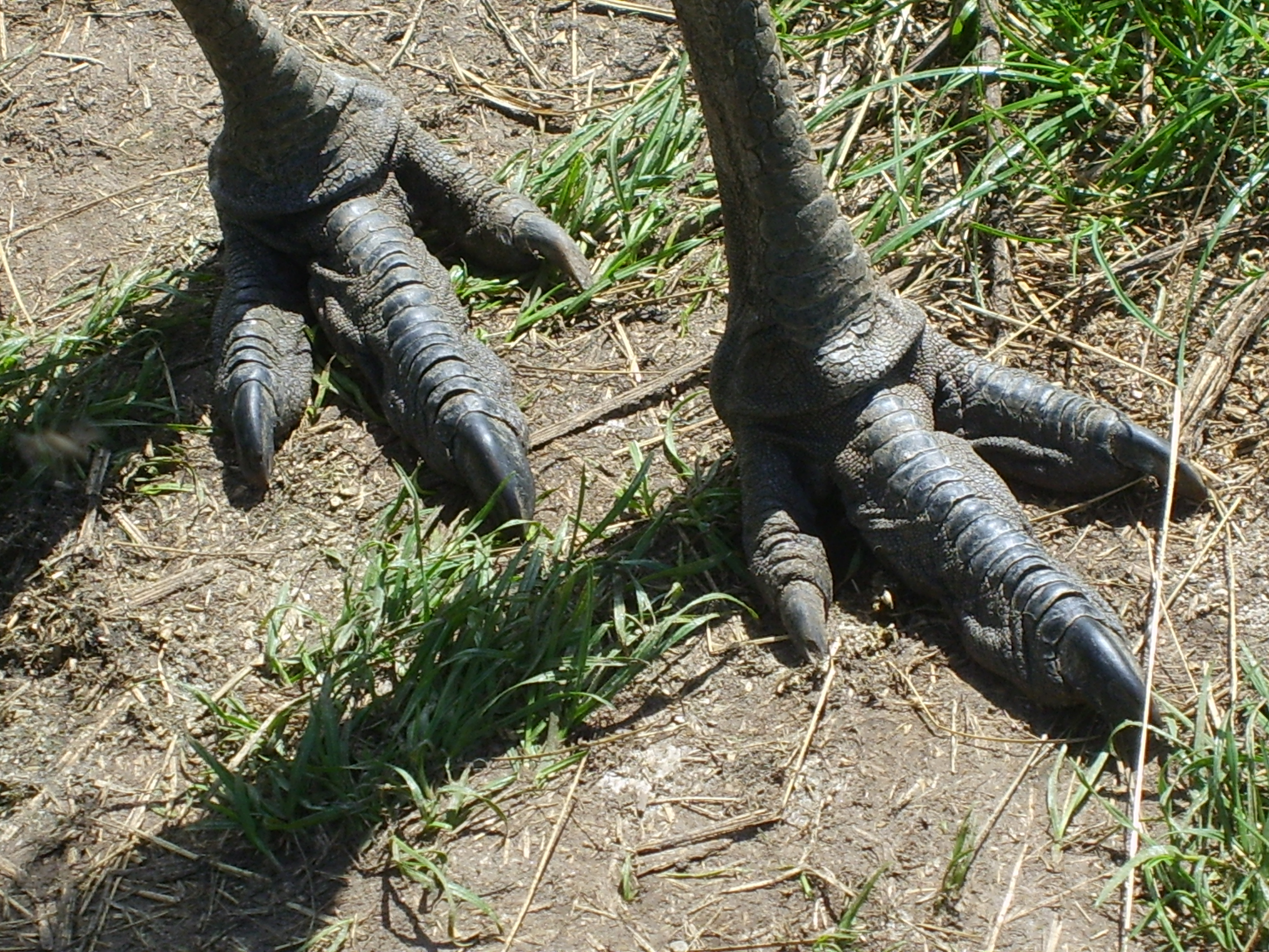 dry hooves